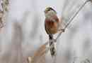 Cane suteruture - stalless off startets